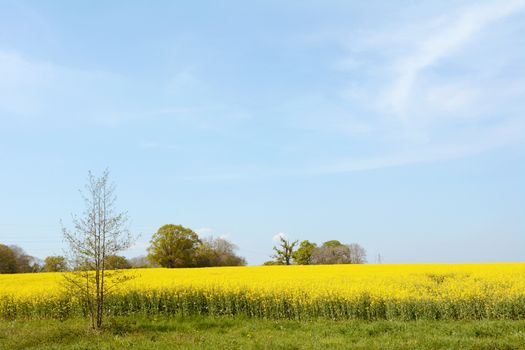 English farm field full of bright yellow rapeseed in flower under a blue sky in spring