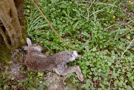 Dead wild rabbit lying at the foot of a tree among celandine foliage