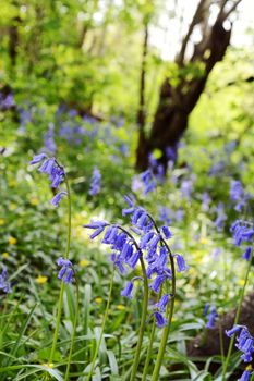 English bluebells in selective focus, growing on a bank of wild flowers in Kent, England