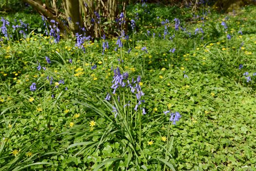 Spring flowers - common bluebells and yellow celandines grow wild in woodland