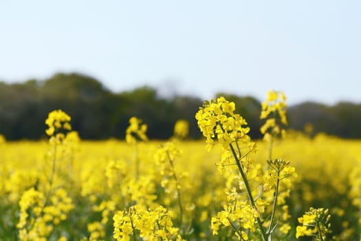 Yellow rapeseed flower in selective focus against a farm field of the oilseed rape crop in spring 