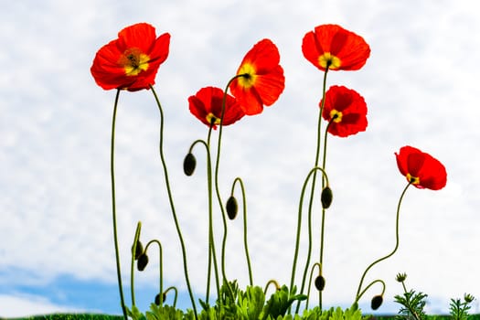 Beautiful red poppies stand on a green meadow against a blue-sky with white clouds
