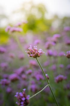 The background image of the colorful flowers, background nature