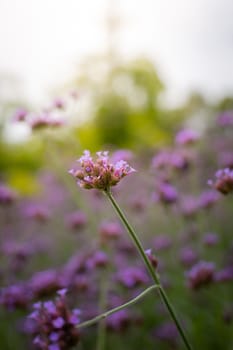 The background image of the colorful flowers, background nature