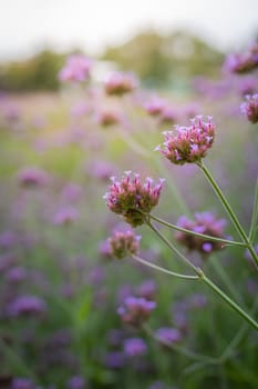 The background image of the colorful flowers, background nature