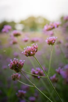 The background image of the colorful flowers, background nature