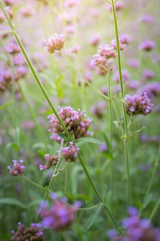 The background image of the colorful flowers, background nature