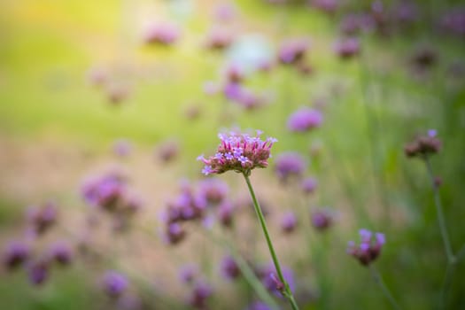 The background image of the colorful flowers, background nature