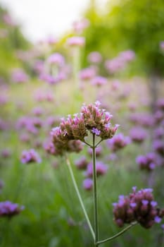 The background image of the colorful flowers, background nature