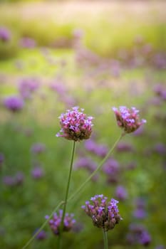 The background image of the colorful flowers, background nature