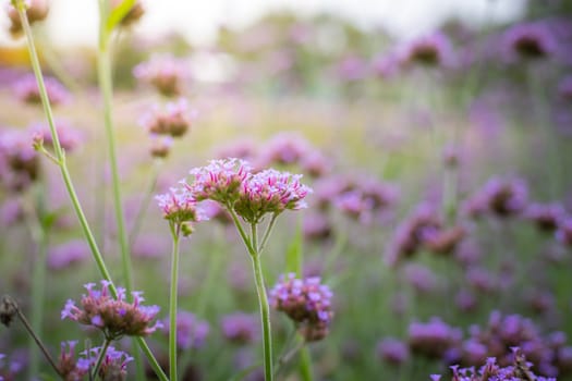 The background image of the colorful flowers, background nature