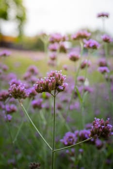 The background image of the colorful flowers, background nature