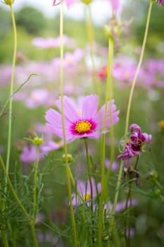 The background image of the colorful flowers, background nature