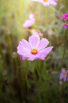 The background image of the colorful flowers, background nature