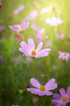 The background image of the colorful flowers, background nature