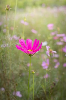 The background image of the colorful flowers, background nature