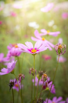 The background image of the colorful flowers, background nature
