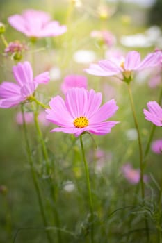 The background image of the colorful flowers, background nature