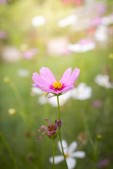 The background image of the colorful flowers, background nature