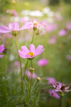 The background image of the colorful flowers, background nature