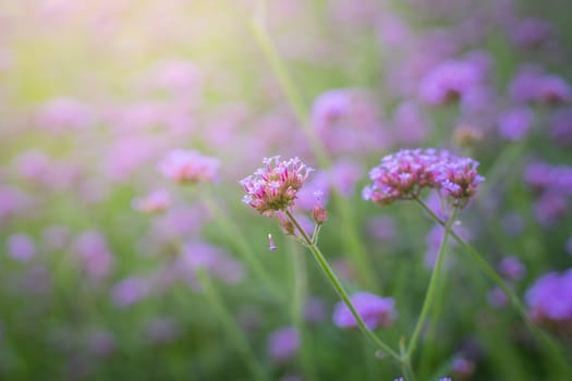 The background image of the colorful flowers, background nature