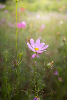 The background image of the colorful flowers, background nature