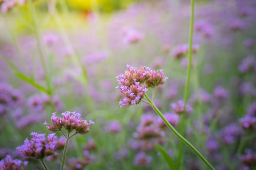 The background image of the colorful flowers, background nature