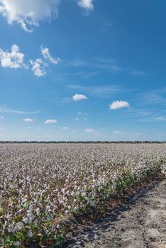 Cotton field ready to harvest in South Texas, America. Row or cars from freight train in the distance. Agriculture background