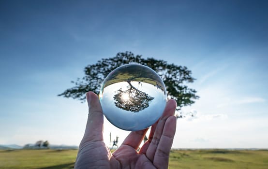 A beautiful big tree with blue sky photography in clear crystal glass ball. selective focus