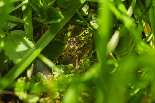 Small bee hidding in the grass