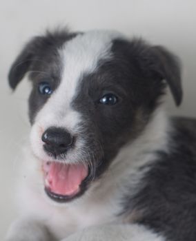 Studio shot of Young Border Collie sheepdog, adorable dog portrait isolated on white background