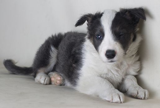 Studio shot of Young Border Collie sheepdog, adorable dog portrait isolated on white background