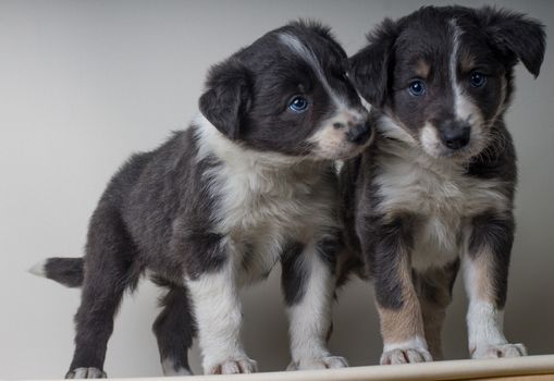 Studio shot of Young Border Collie sheepdog, adorable dog portrait isolated on white background