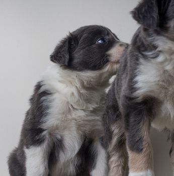 Studio shot of Young Border Collie sheepdog, adorable dog portrait isolated on white background