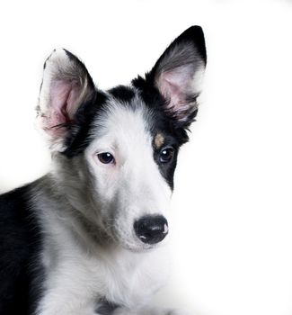 Studio shot of Young Border Collie sheepdog, adorable dog portrait isolated on white background