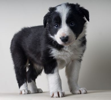 Studio shot of Young Border Collie sheepdog, adorable dog portrait isolated on white background