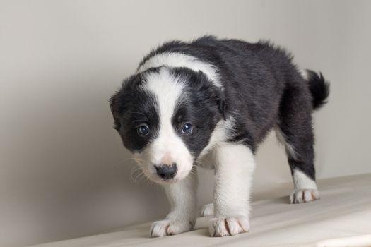 Studio shot of Young Border Collie sheepdog, adorable dog portrait isolated on white background