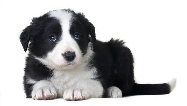 Studio shot of Young Border Collie sheepdog, adorable dog portrait isolated on white background