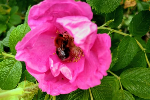 View of blooming wild rose in summer, green leaves and young thorns, nature background, selective focus