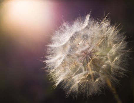 Soft Focus Nature Image Of A Dandelion In The Evening Light
