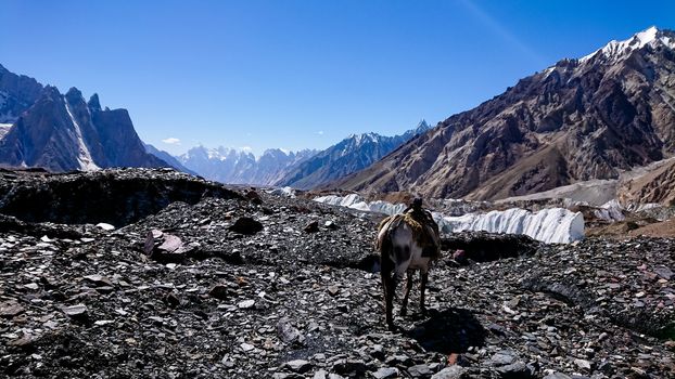 K2 and Broad Peak from Concordia in the Karakorum Mountains Pakistan