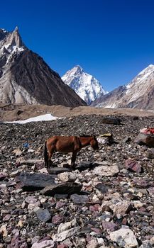donkeys walk pass the colorful camping tents on the way to K2 base camp with karakorum range in background
