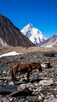 donkeys walk pass the colorful camping tents on the way to K2 base camp with karakorum range in background