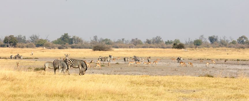 Large group of different animals close to a waterhole, selective focus, Botswana