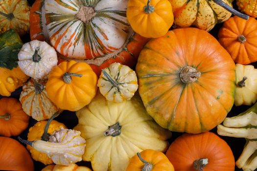 Many orange pumpkins background , Halloween concept