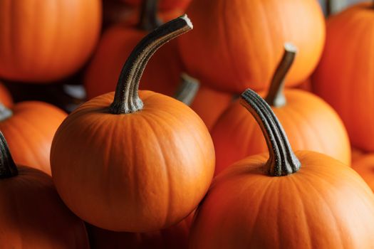 Many orange pumpkins background , Halloween holiday concept