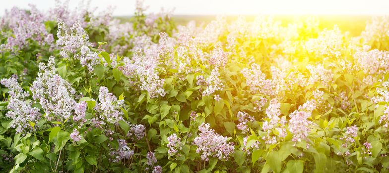 panorama of blooming lilac. Lilac bloom in the spring season. Spring background