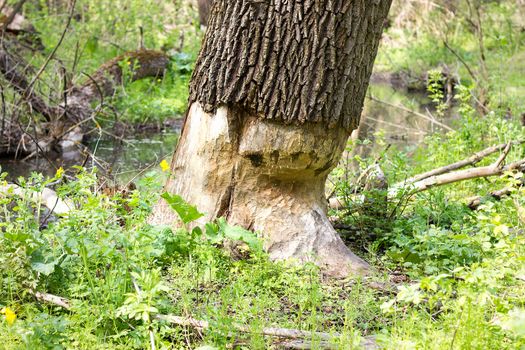 bitten by a tree beavers. Beavers harm the forest. Forestry.