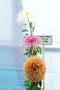 Kolkata Horticulture Society, West Bengal, India May 2019 - Bee Balm and Dahlia tulip flowers in full bloom at an annual flower show in an exotic exhibit of tropical flowers show in Kolkata India.