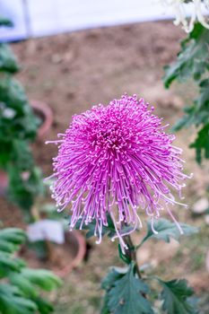 Pink color Chives or Allium shape Chrysanthemum flower. A sun loving flora blooms in early spring to late summer. A very popular for bouquets. Its color is a symbol of love or friendship. Copy space.